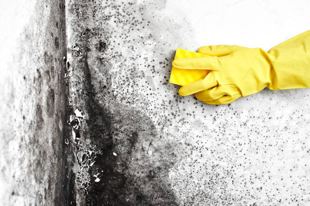 Best Fast Mold Removal  in Northville, MI