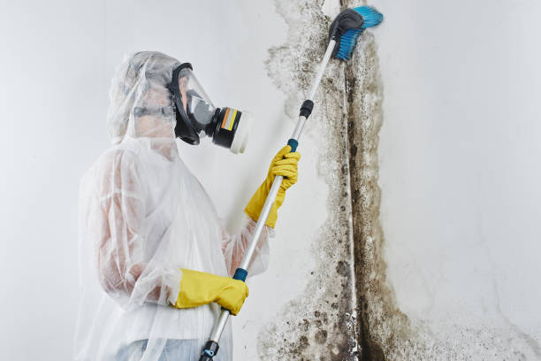 Best Professional Mold Removal  in Northville, MI