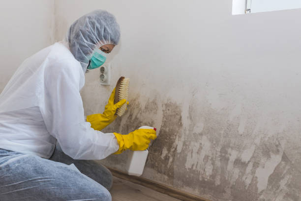 Best Crawl Space Mold Removal  in Northville, MI