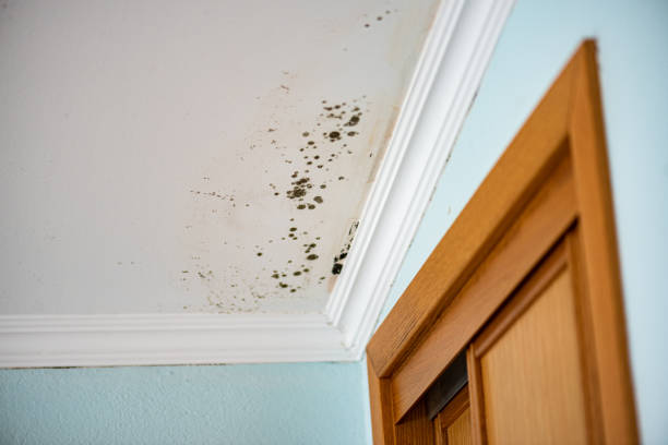 Best Mold Testing  in Northville, MI