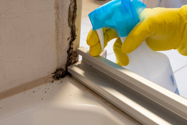 Best Crawl Space Mold Removal  in Northville, MI