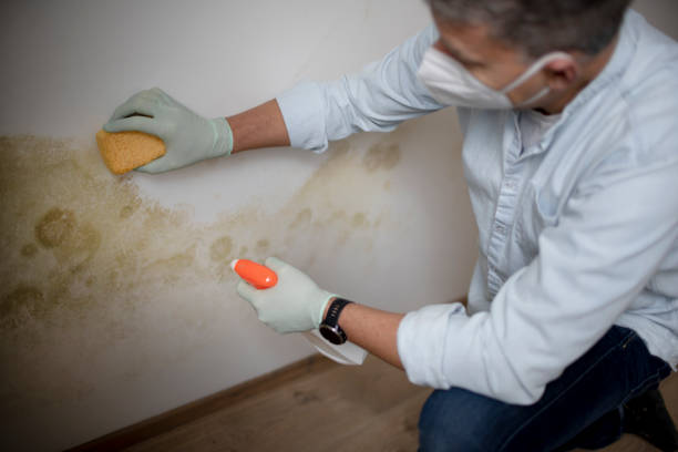 Best Toxic Mold Removal  in Northville, MI