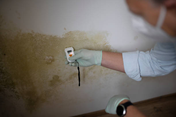 Best Mold Remediation  in Northville, MI