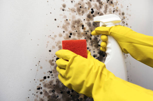 Best Affordable Mold Removal  in Northville, MI