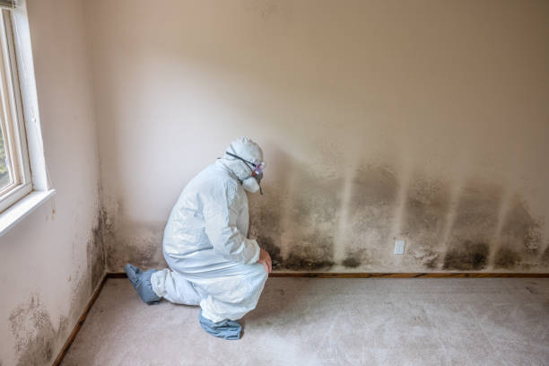 Best Mold Testing  in Northville, MI