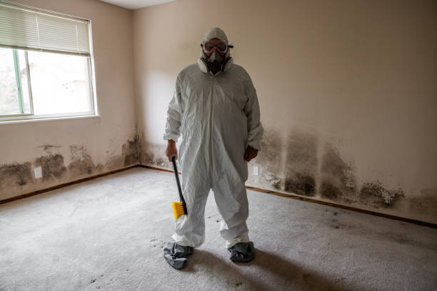 Best Emergency Mold Removal  in Northville, MI