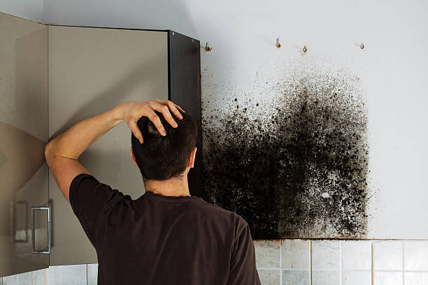 Crawl Space Mold Removal in Northville, MI