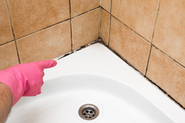 Best Mold Cleaning Services  in Northville, MI